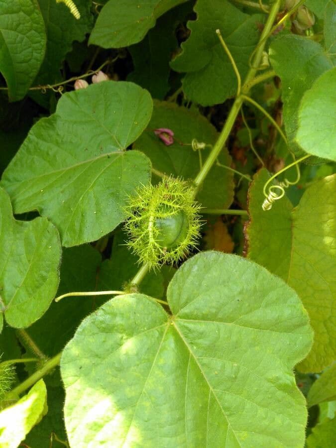 Passiflora fetida