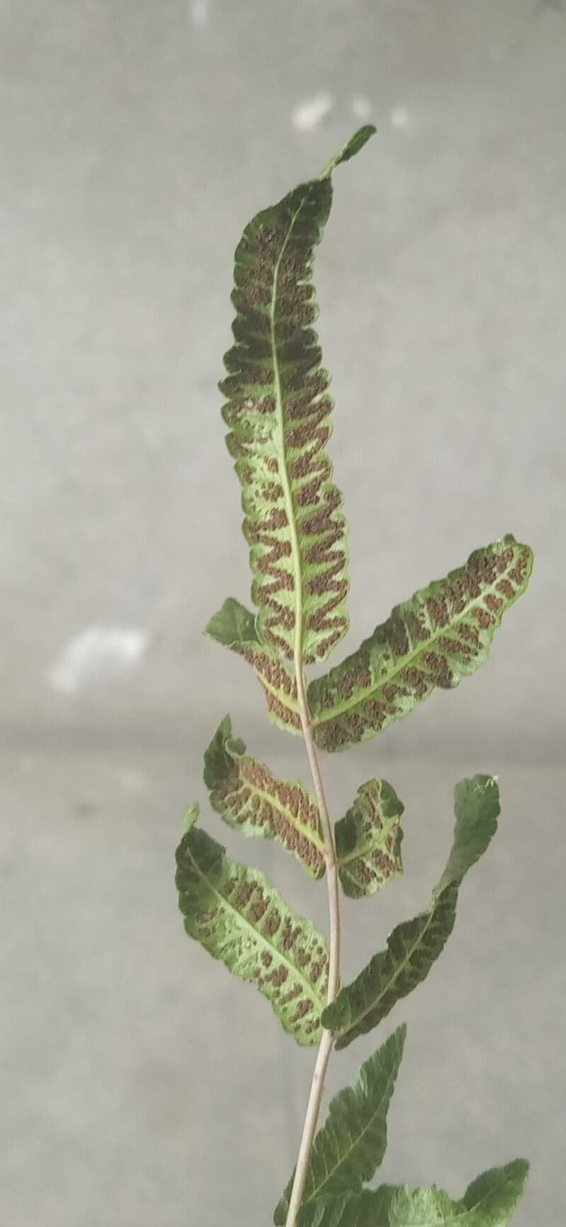 Pleocnemia 4
