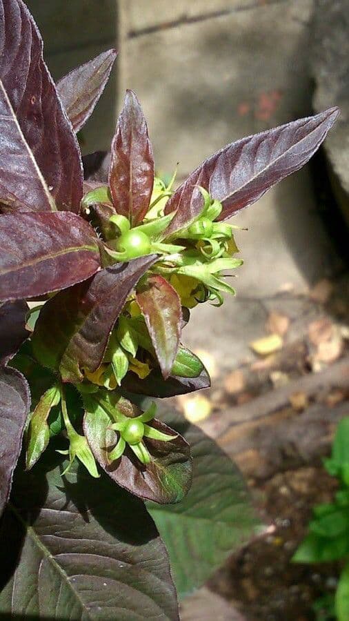 Lisimachia ciliata 5