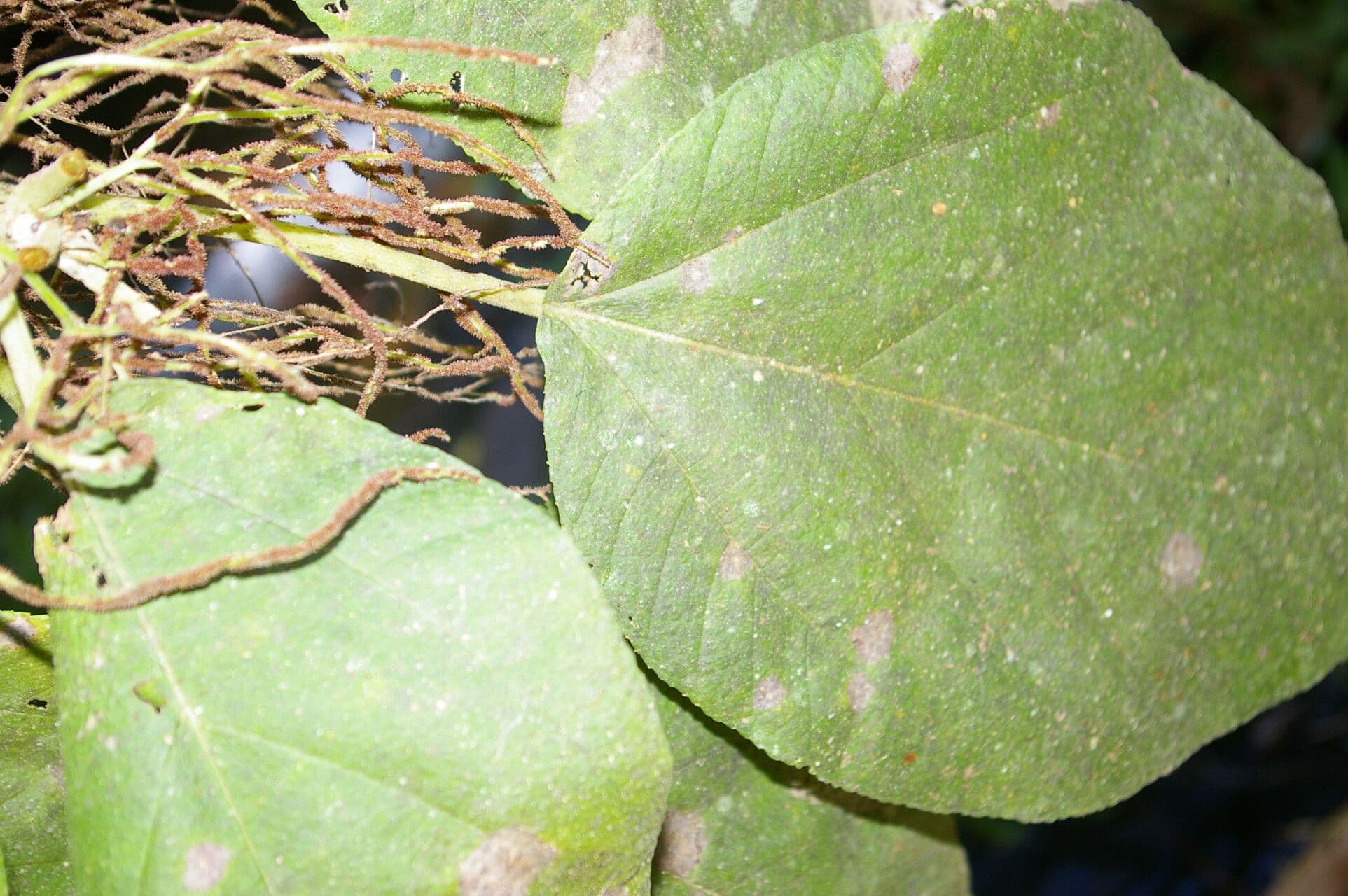 Myriocarpa longipes 7