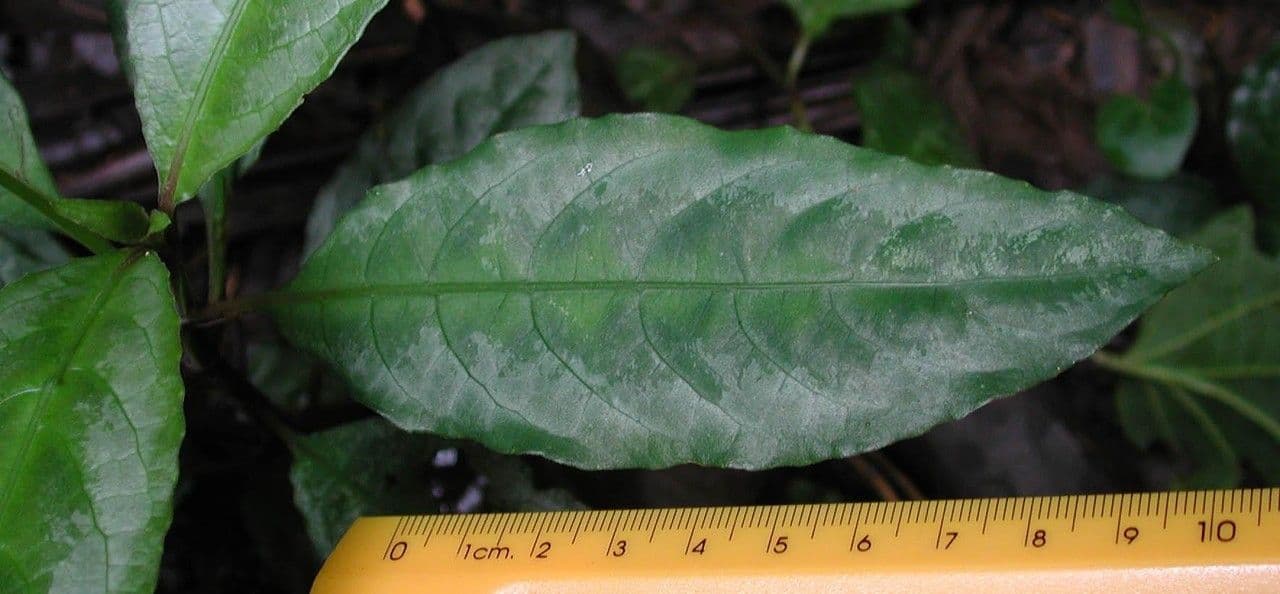 Ruellia 4