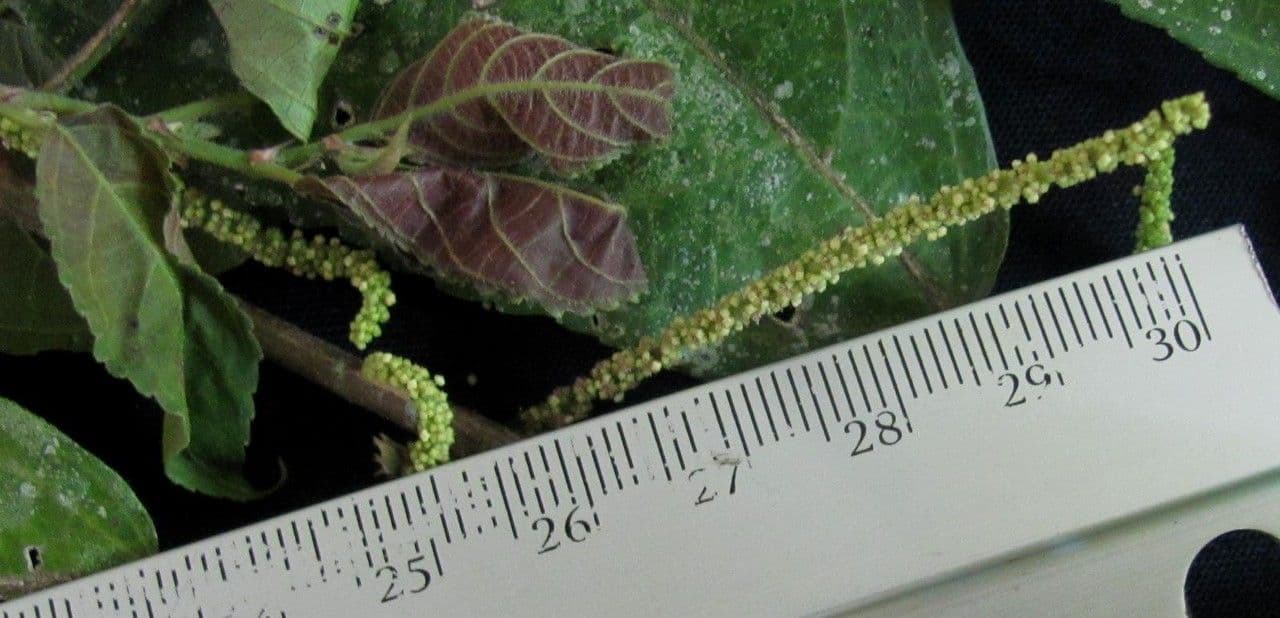 Acalypha diversifolia 11