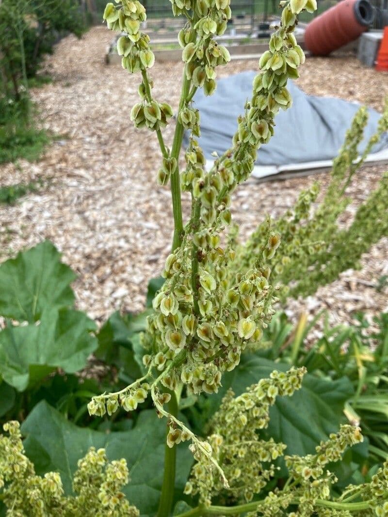 Rabarbaro da giardino