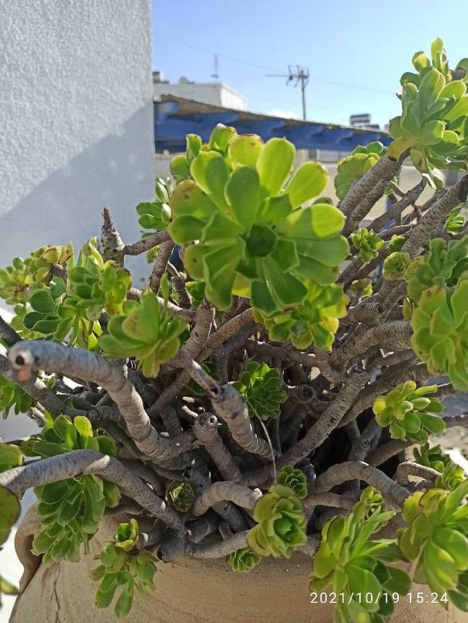 Aeonium 3
