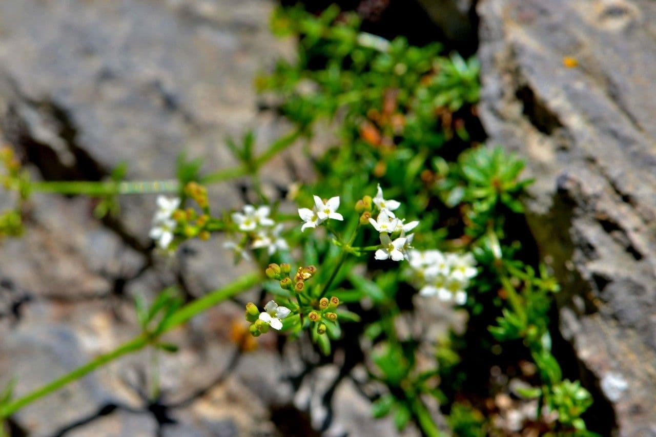 Sviezel 5