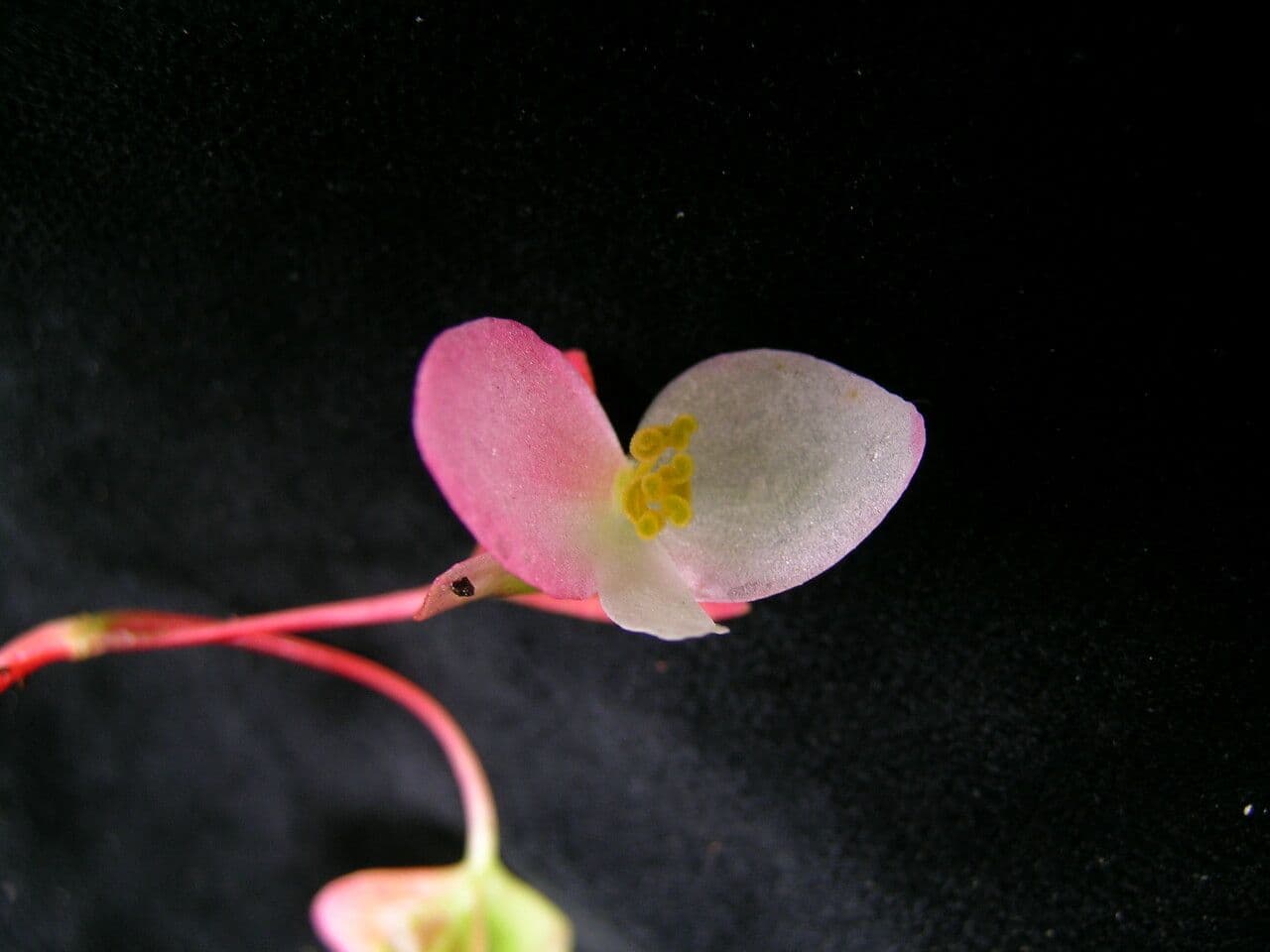 Begonia 9