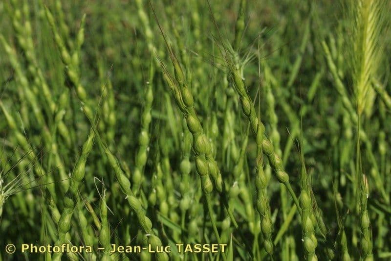 Aegilops ventricosa 7