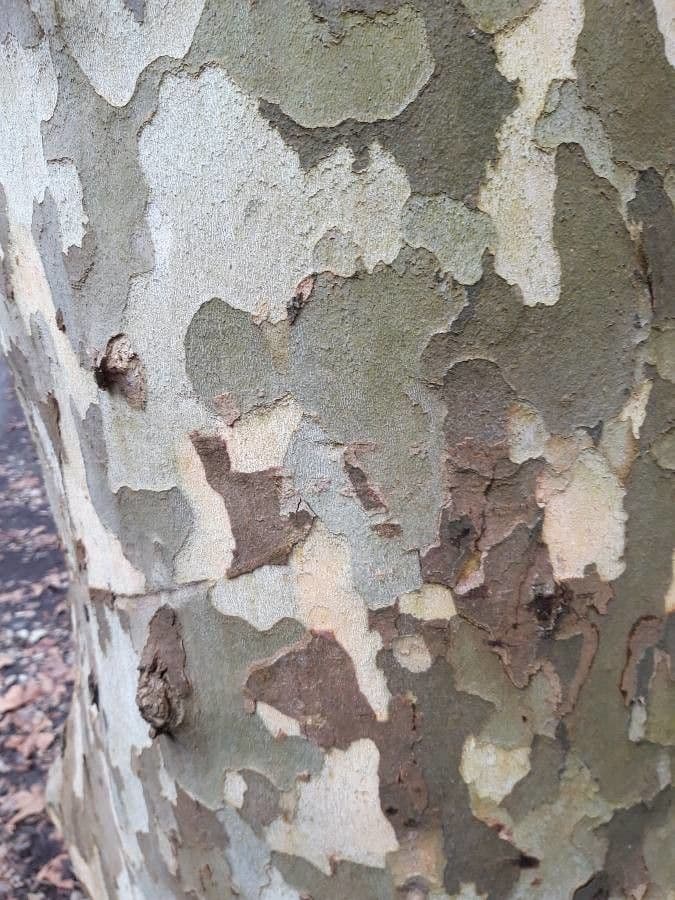 Platanus orientalis 23