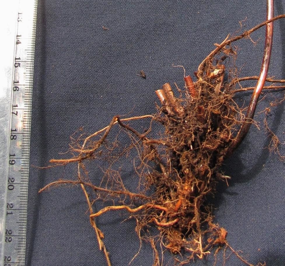 Nephrolepis 3