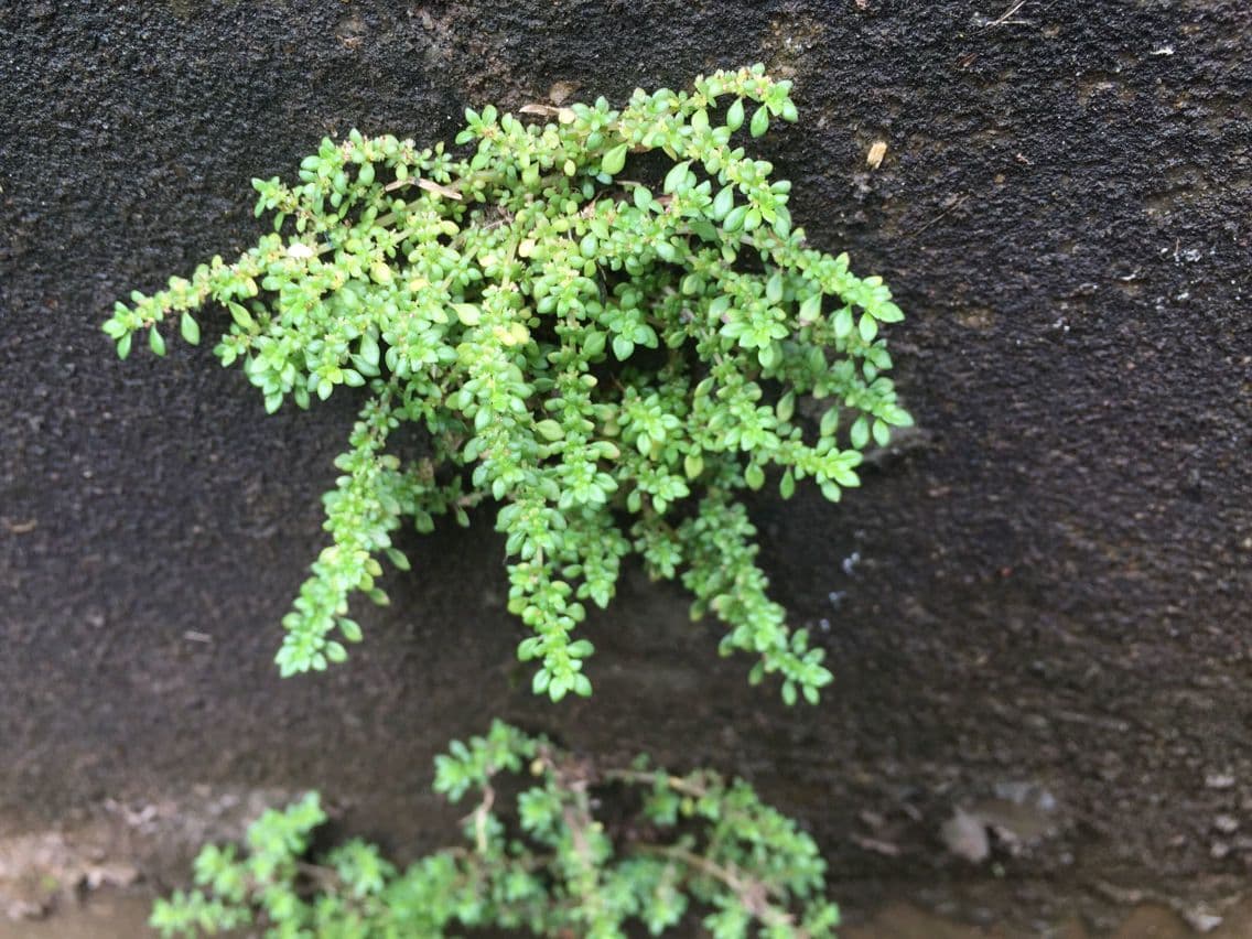Pilea microphylla 13