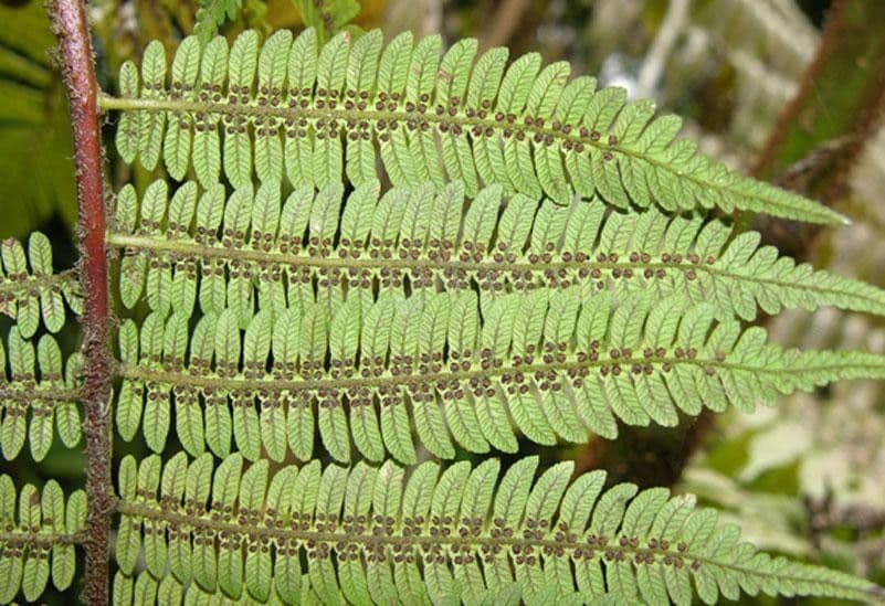 Alsophila cuspidata 4