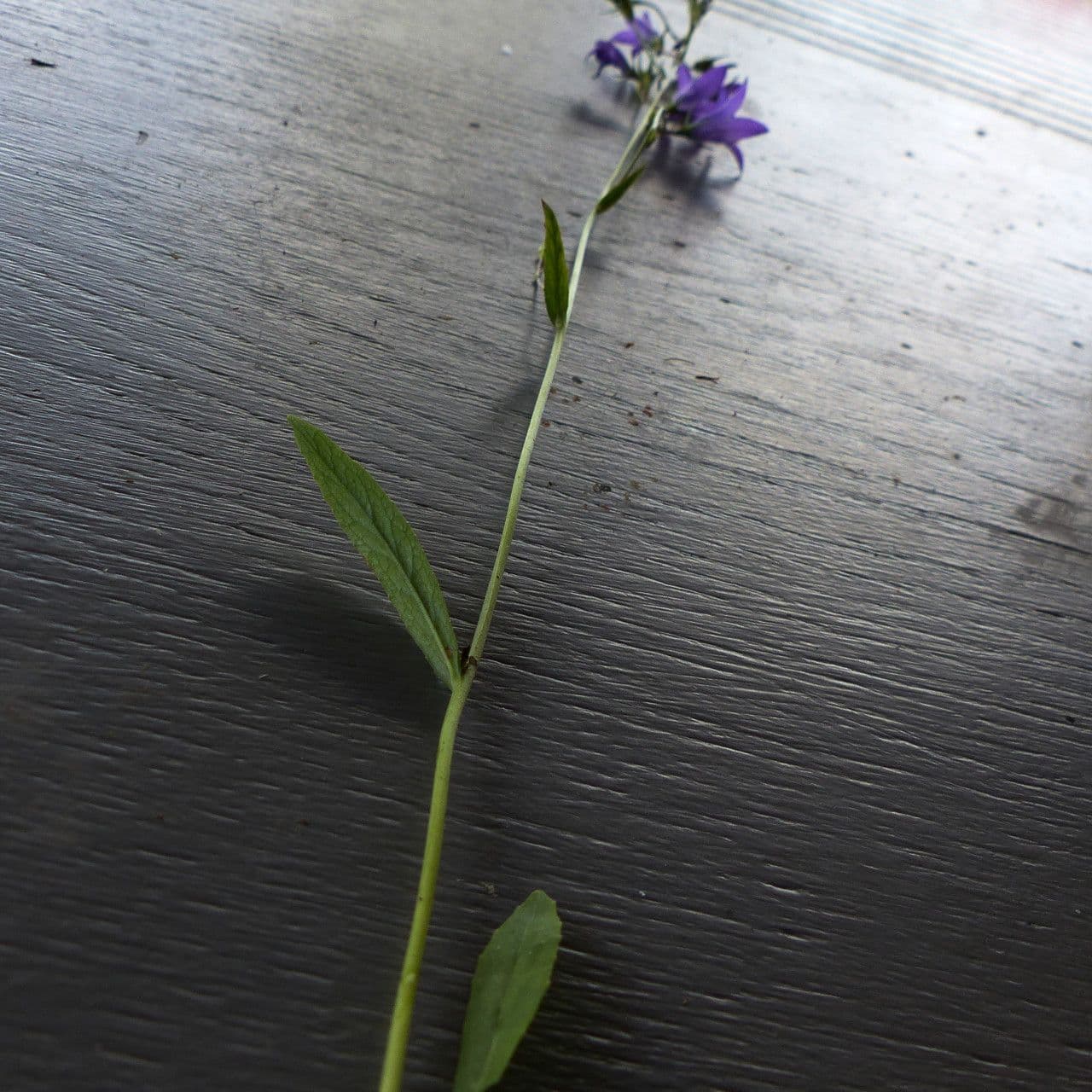 Campanula diffusa 23