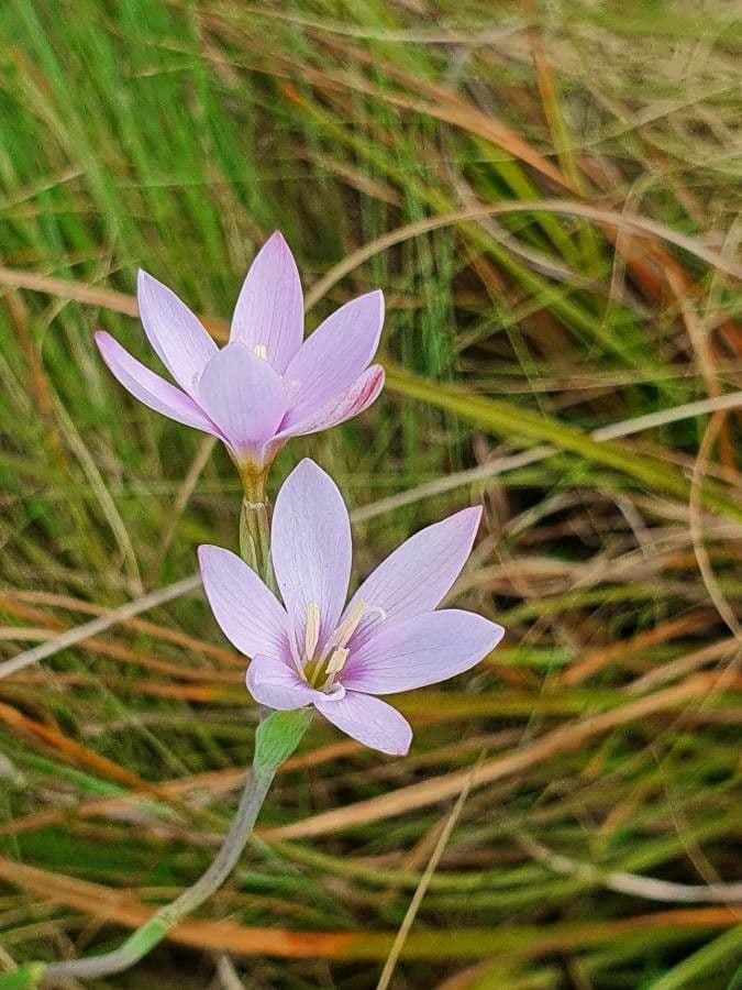 Hesperantha 4