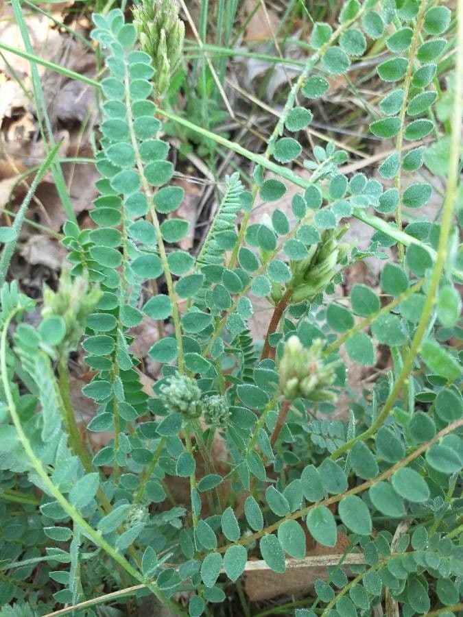 Astragalus hamosus 19