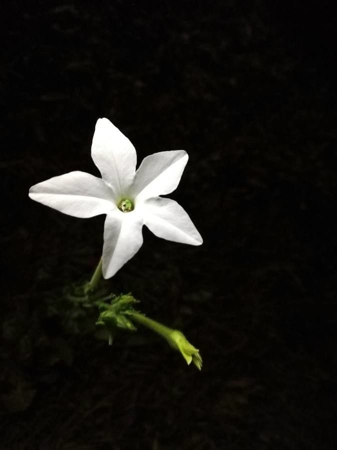 Tabaco de flor larga 5