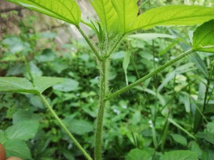 Croton lobato 21