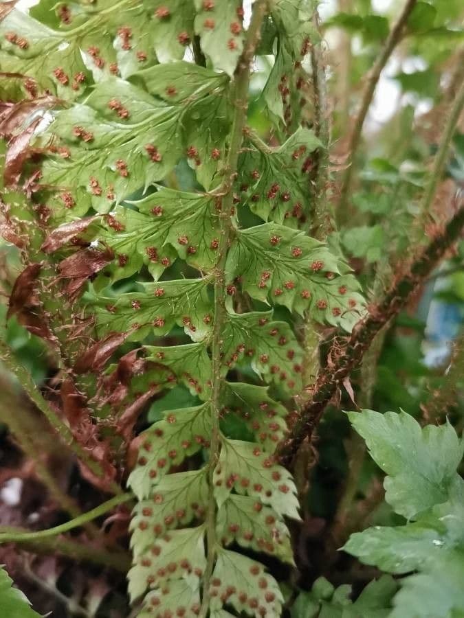 Polystichum polyblepharum 22