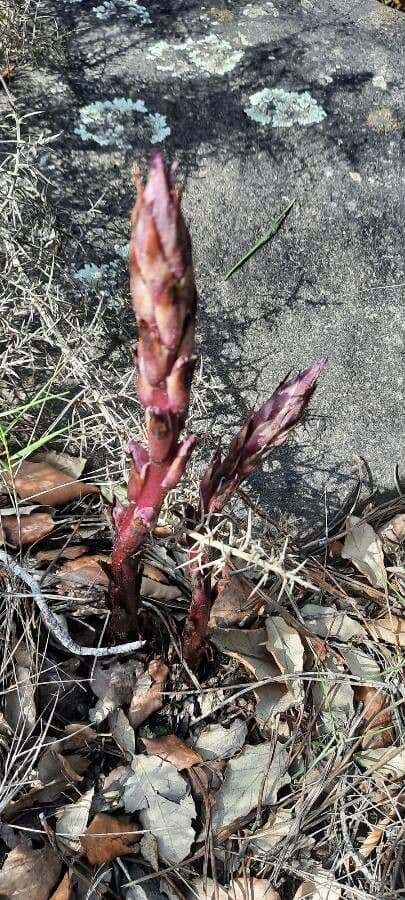 Orobanche a squame larghe 15