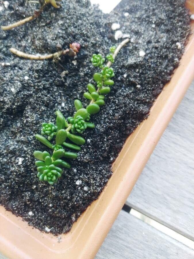 Sedum 10