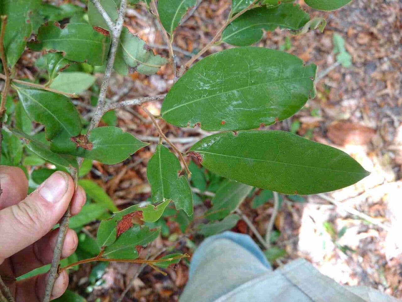 Xylopia 4