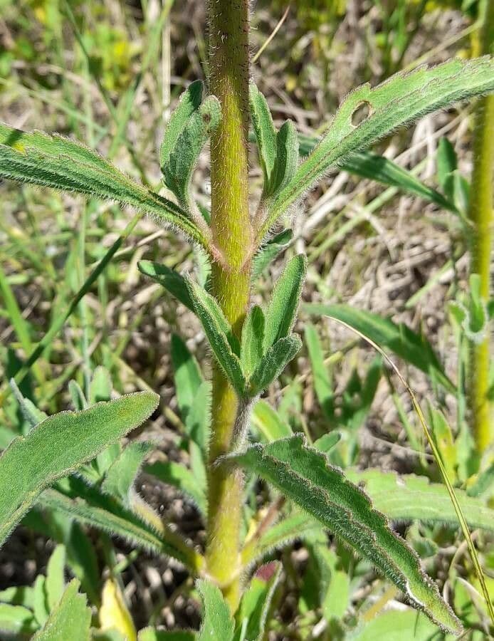 Campuloclinium macrocephalum 13