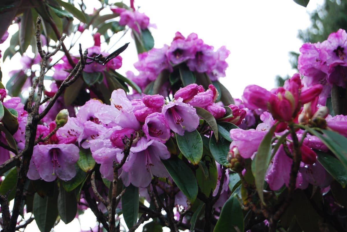 Rododendro 3