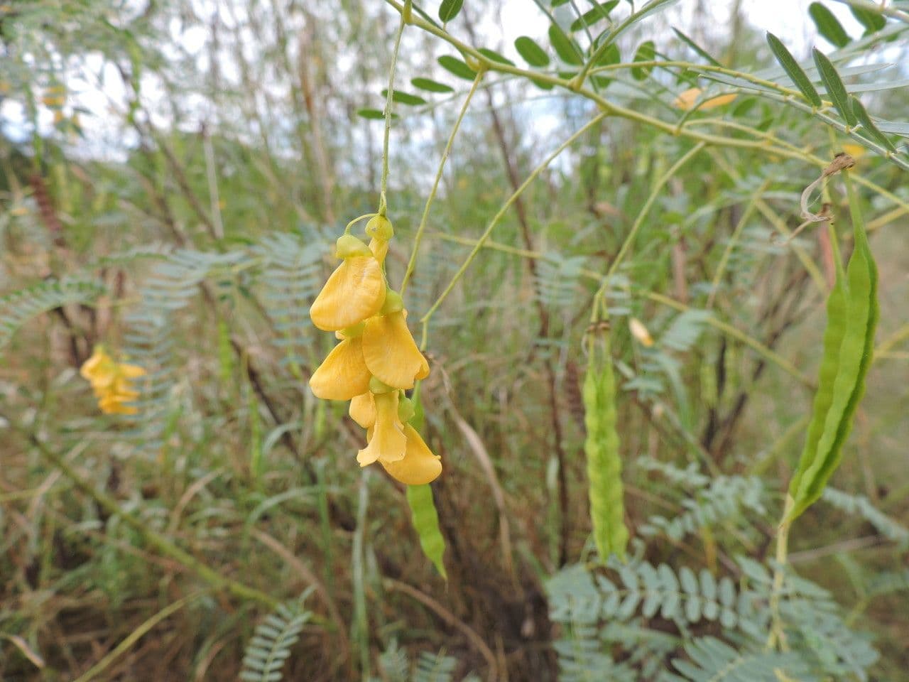 Sesbania drummondii 15