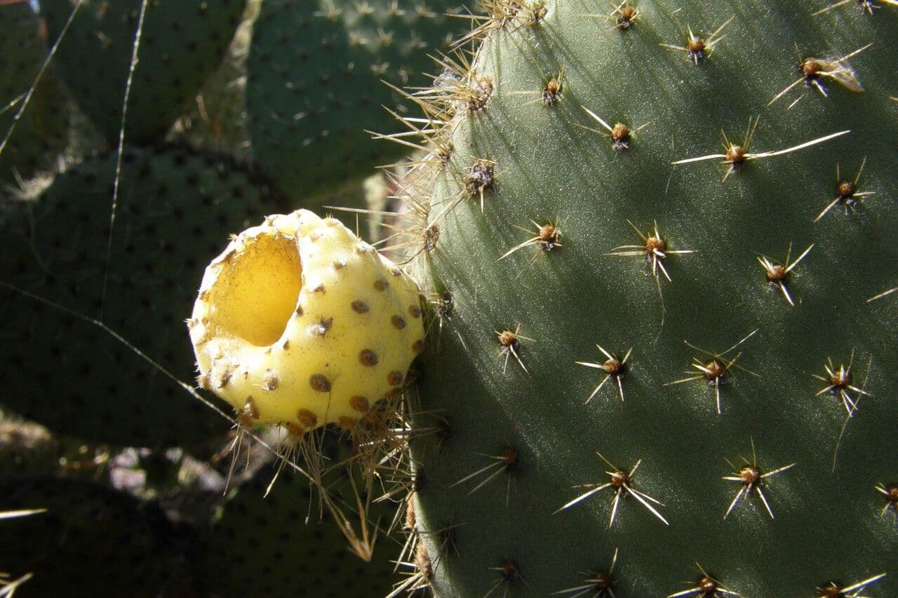 Opuntia leucotricha