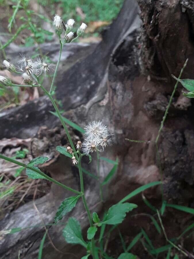 Cyanthillium popelavé 4
