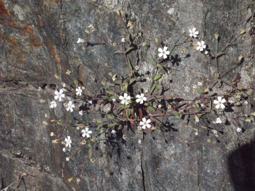 Silene rupestre 9