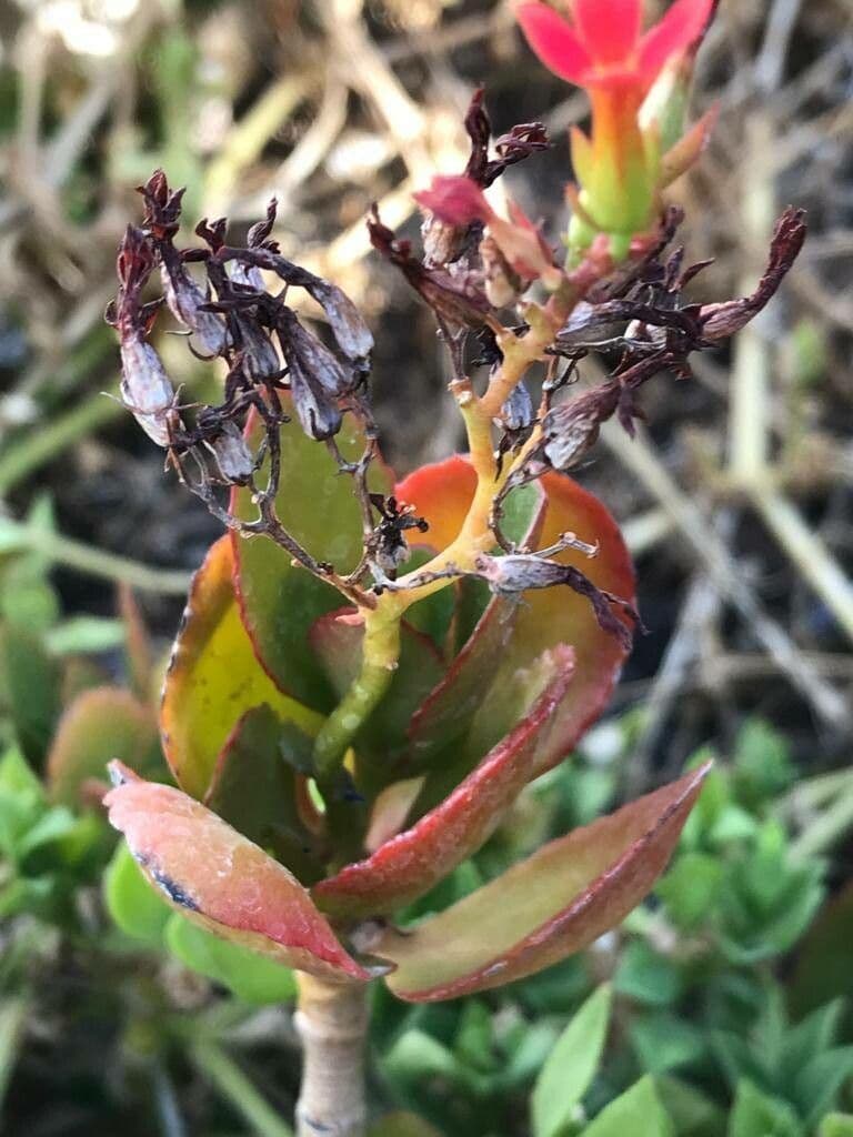 Kalanchoe