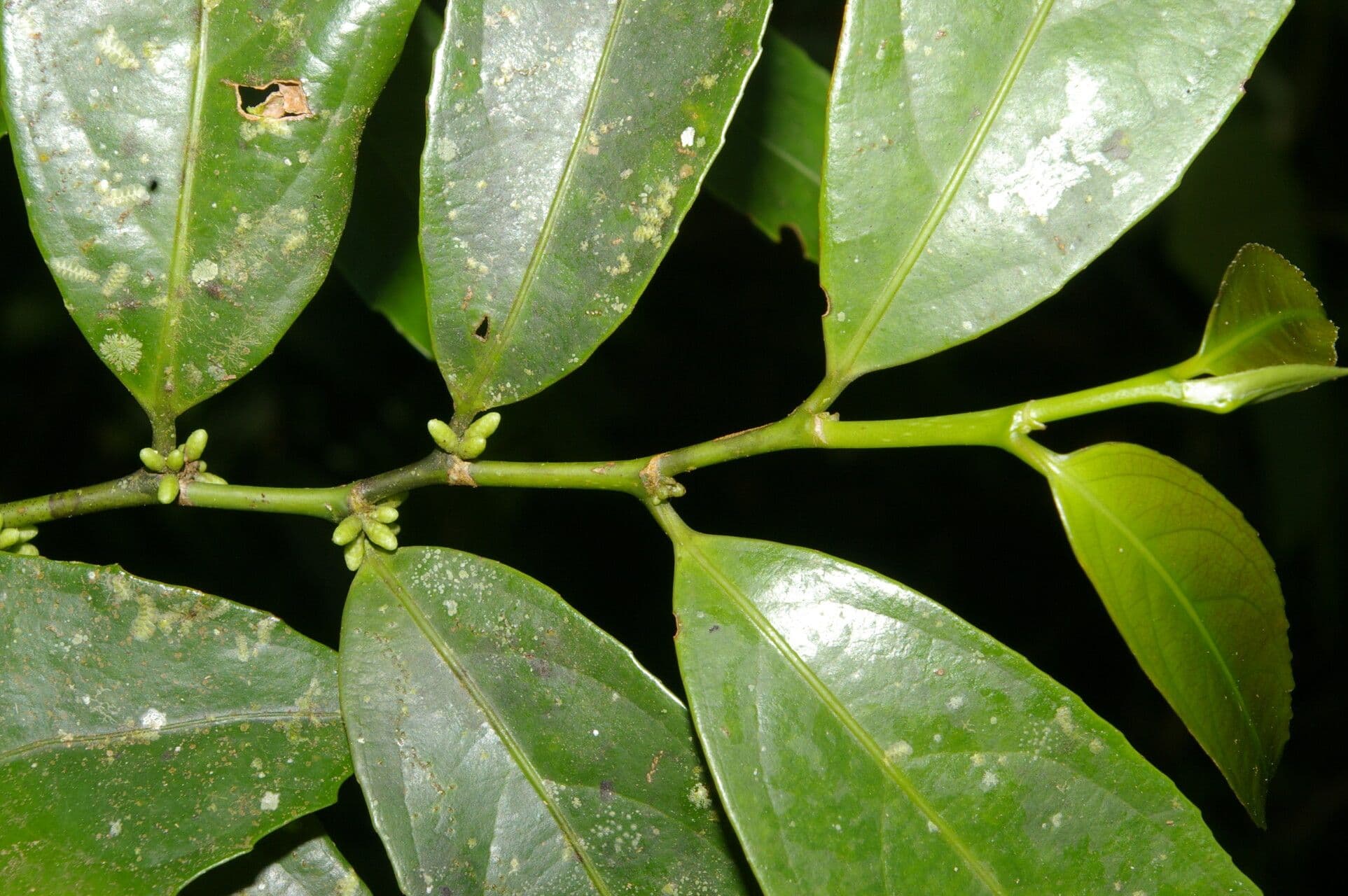 Lacistema aggregato 11