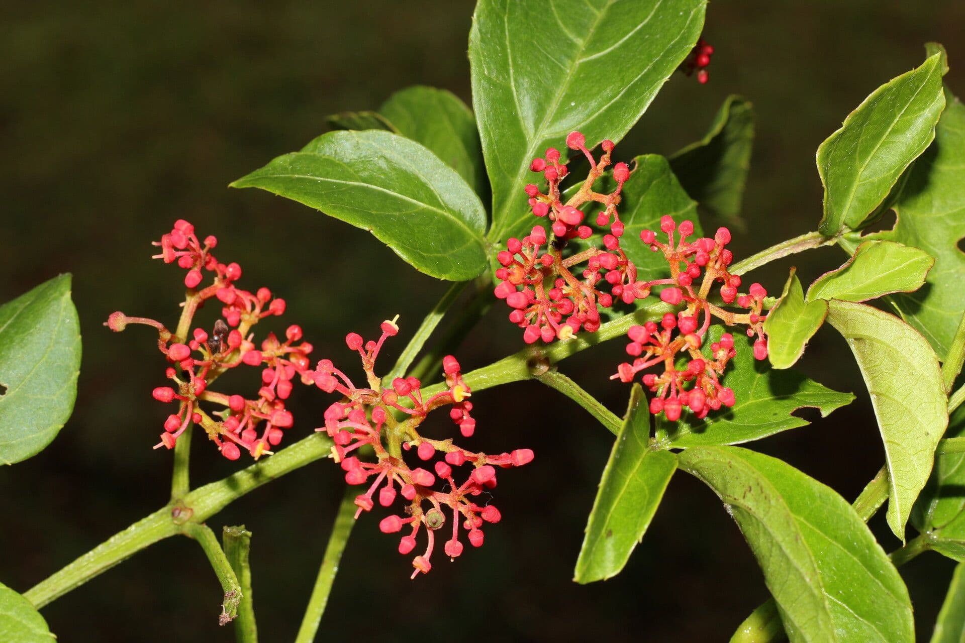 Cissus alato 6