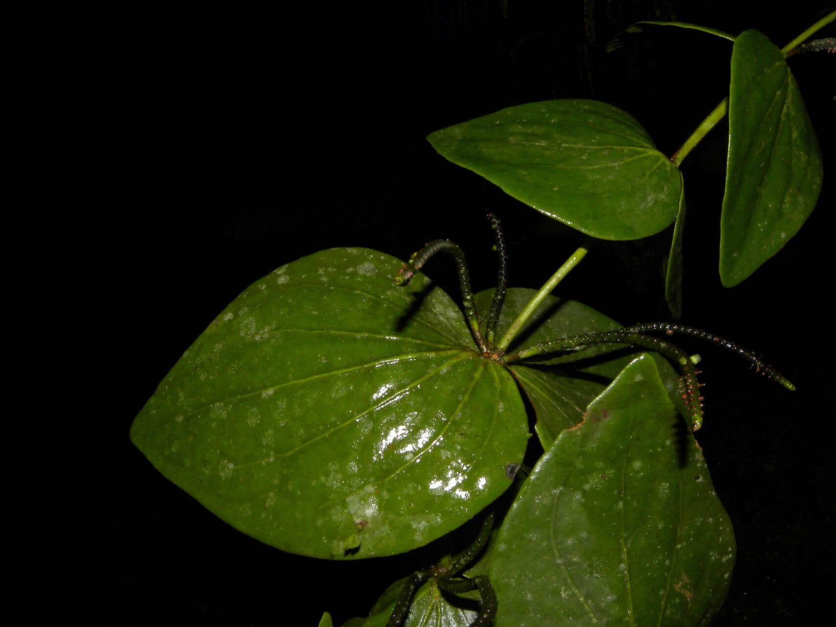 Oryctanthus srdcolistý 2