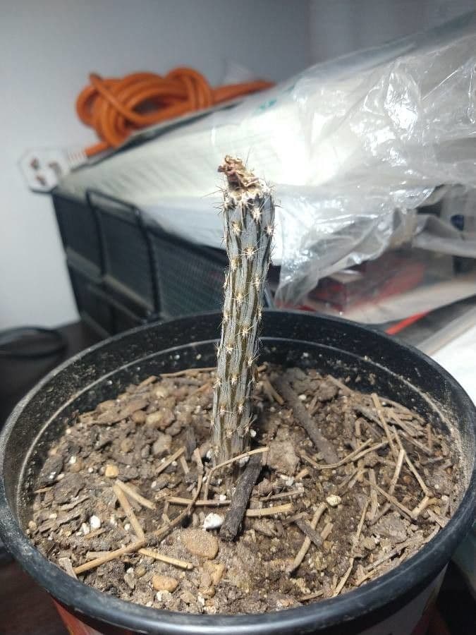 Austrocactus