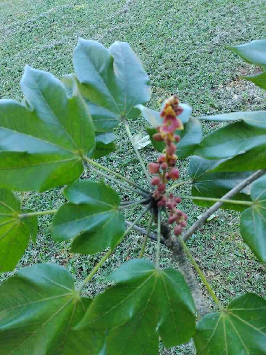 Sterkúlia bezkvetá 25