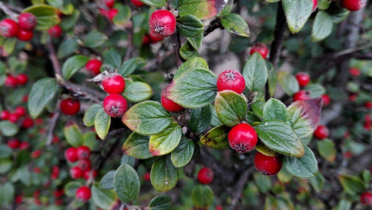 Cotoneaster de Diels 7