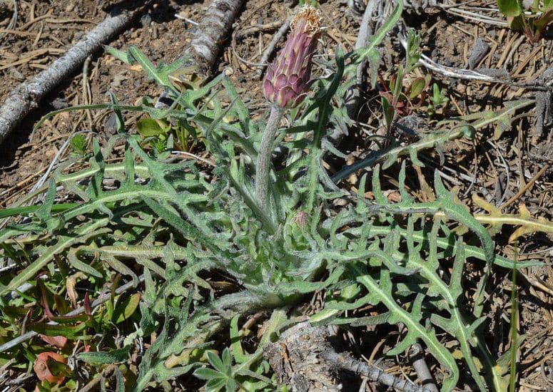 Agoseris retrorsa 13
