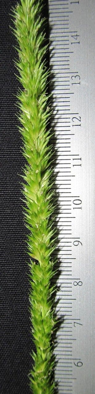 Hymenachne amplexicaulis 17