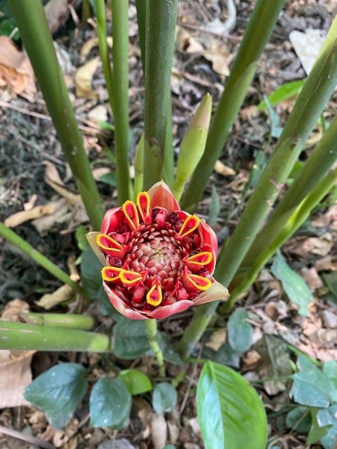 Etlingera 2