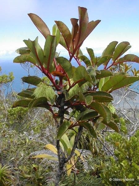 Cunonia 10