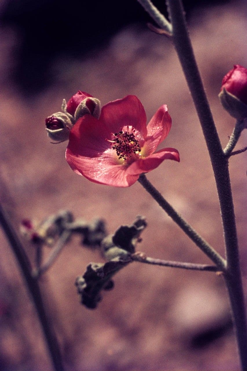 Sphaeralcea di Emory 4