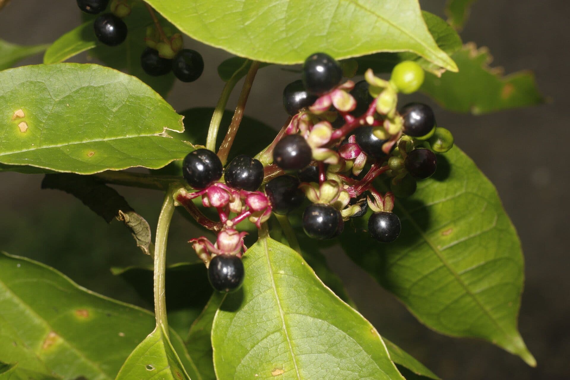 Pleuropetalum 3