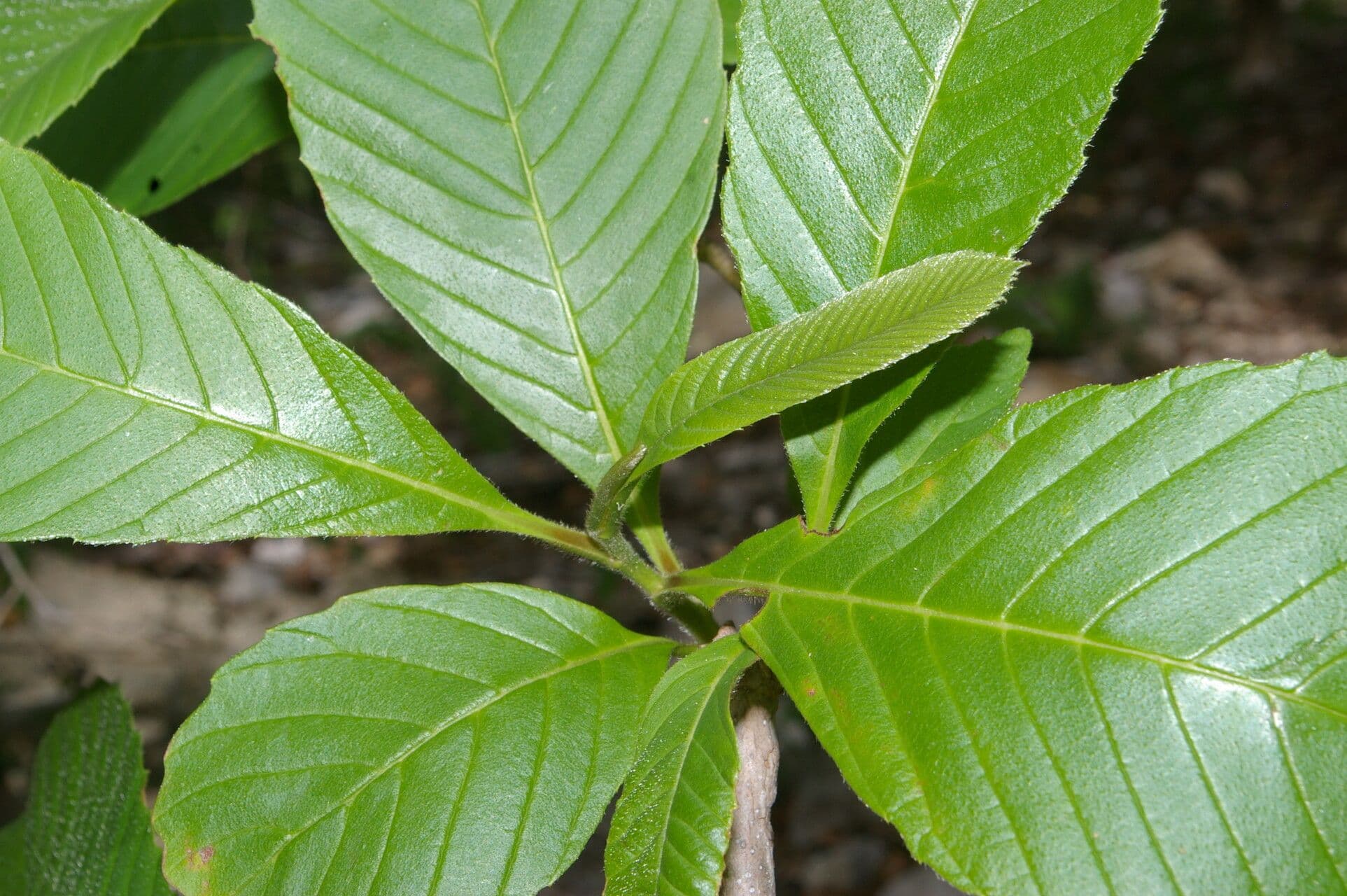Tetracera 15