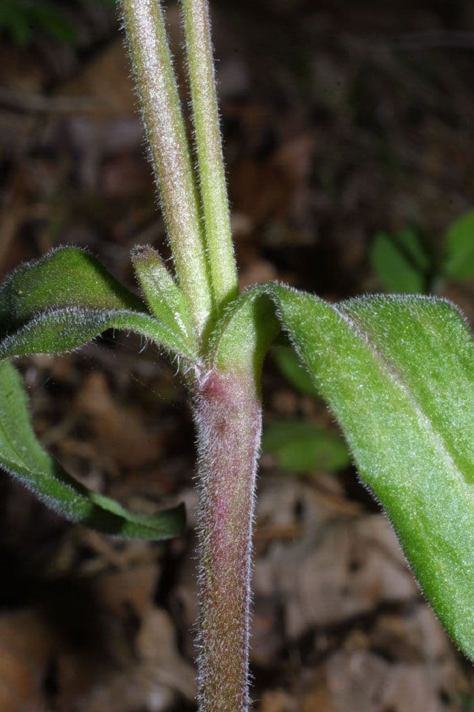 Silene virginica 21