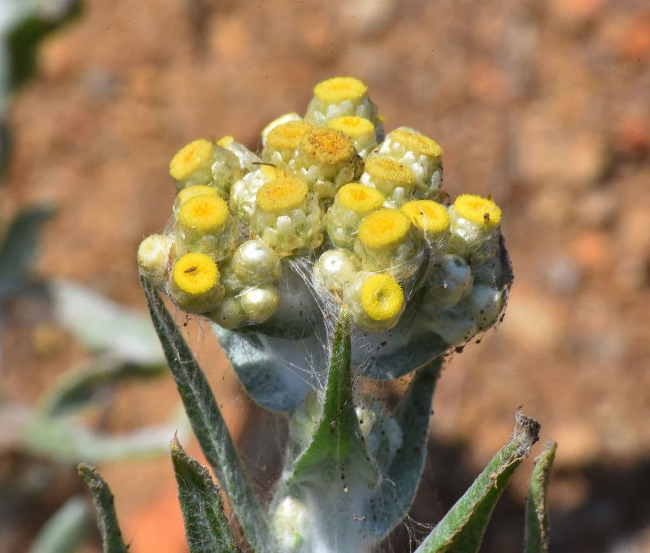 Pseudognaphalium stramineum 5