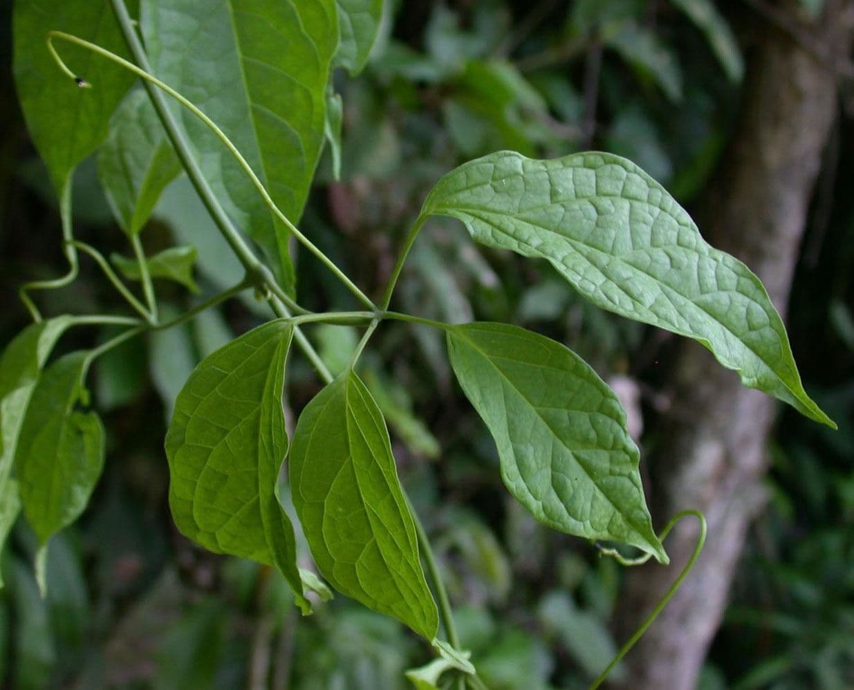 Anemopaegma 12
