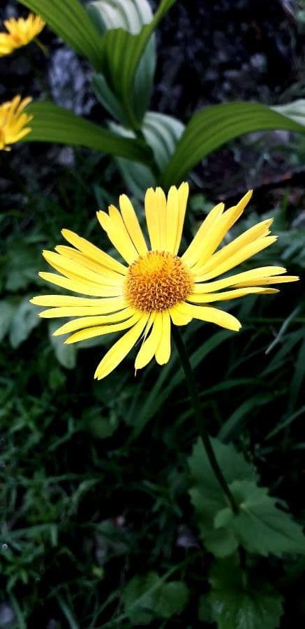 Plantain-leaf leopard's-bane 7