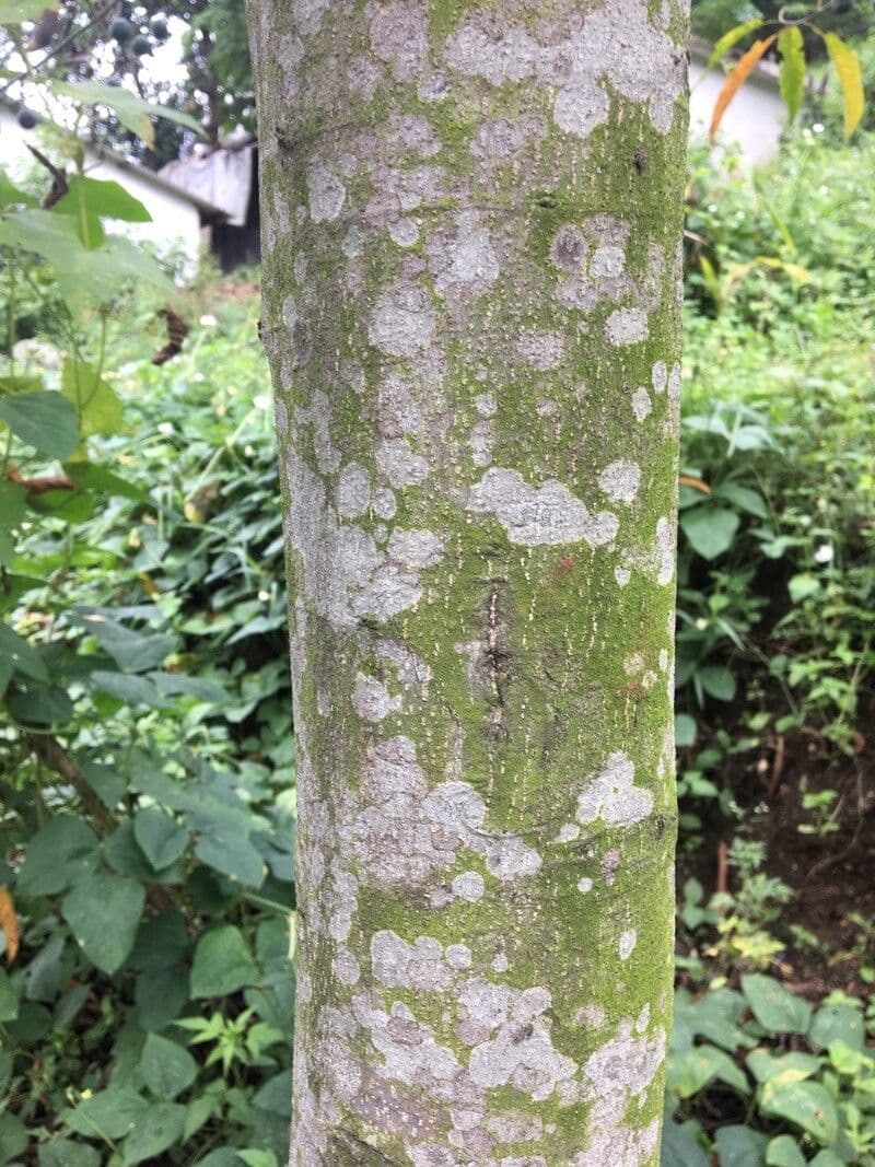 Elaeocarpus wąskolistny 17