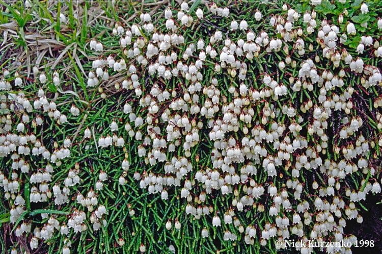 Cassiope tetragona 2